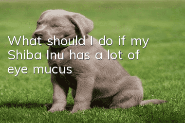 What should I do if my Shiba Inu has a lot of eye mucus?
