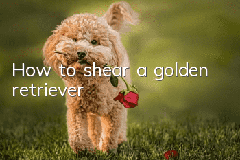 How to shear a golden retriever
