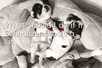 What should I do if my Schnauzer drools a lot?