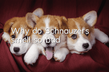 Why do Schnauzers smell so bad?