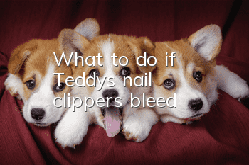 What to do if Teddy's nail clippers bleed