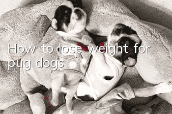 How to lose weight for pug dogs