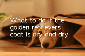 What to do if the golden retriever’s coat is dry and dry