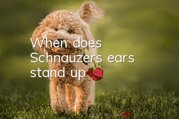 When does Schnauzer's ears stand up?