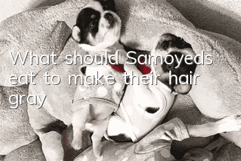 What should Samoyeds eat to make their hair gray?