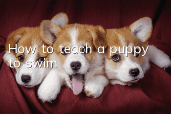 How to teach a puppy to swim
