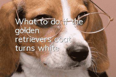 What to do if the golden retriever's coat turns white