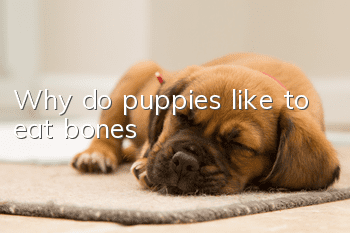 Why do puppies like to eat bones?