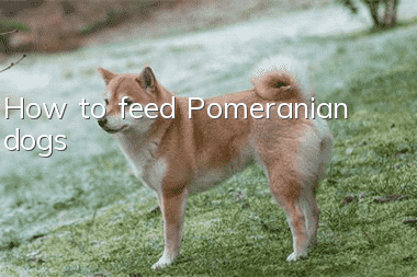 How to feed Pomeranian dogs