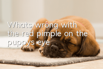 What's wrong with the red pimple on the puppy's eye?