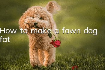 How to make a fawn dog fat