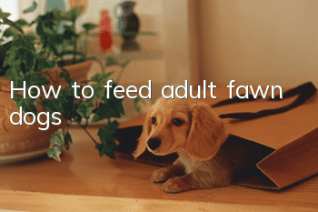 How to feed adult fawn dogs