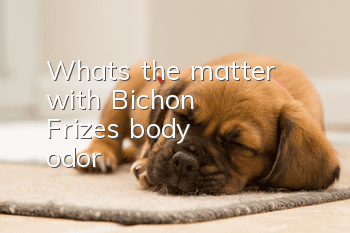 What's the matter with Bichon Frize's body odor?