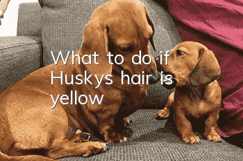 What to do if Husky’s hair is yellow
