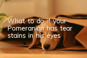 What to do if your Pomeranian has tear stains in his eyes