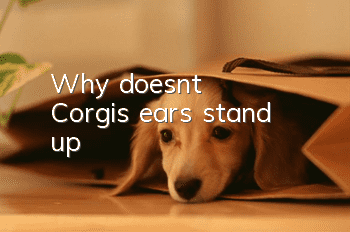 Why doesn’t Corgi’s ears stand up?