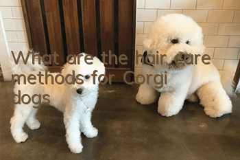 What are the hair care methods for Corgi dogs?