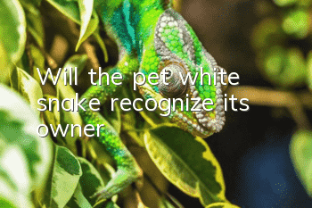 Will the pet white snake recognize its owner?