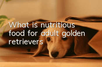What is nutritious food for adult golden retrievers?
