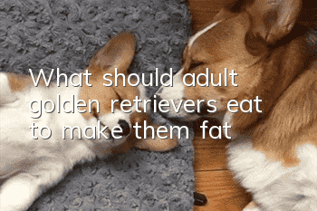What should adult golden retrievers eat to make them fat?