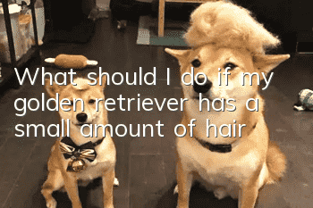 What should I do if my golden retriever has a small amount of hair?
