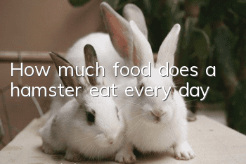How much food does a hamster eat every day?