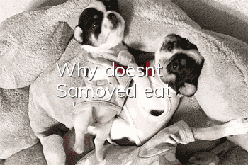 Why doesn't Samoyed eat?