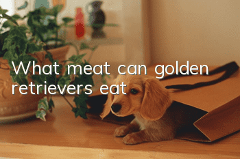 What meat can golden retrievers eat?