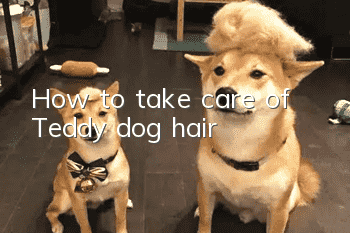 How to take care of Teddy dog hair