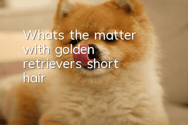 What’s the matter with golden retriever’s short hair?