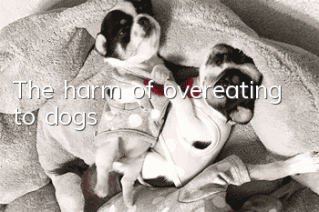The harm of overeating to dogs