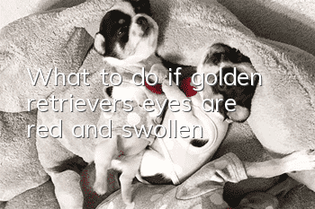 What to do if golden retriever’s eyes are red and swollen