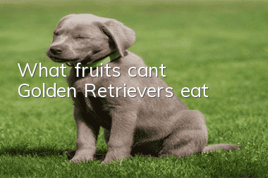 What fruits can’t Golden Retrievers eat?