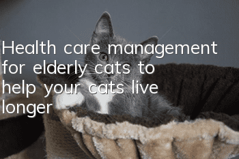 Health care management for elderly cats to help your cats live longer!