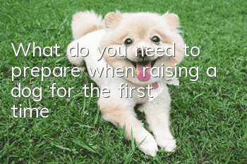 What do you need to prepare when raising a dog for the first time?