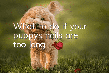 What to do if your puppy’s nails are too long