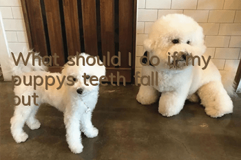 What should I do if my puppy’s teeth fall out?