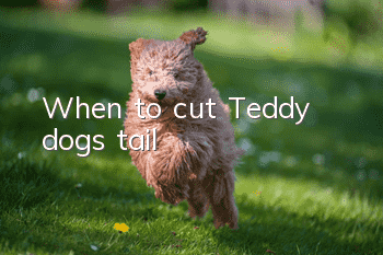 When to cut Teddy dog’s tail?