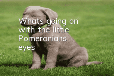 What's going on with the little Pomeranian's eyes?