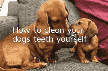 How to clean your dog’s teeth yourself