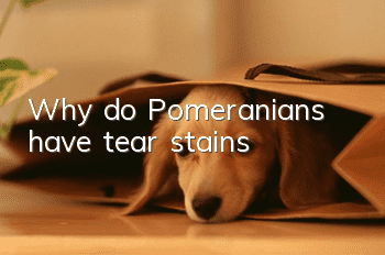 Why do Pomeranians have tear stains?
