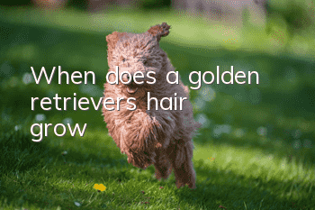 When does a golden retriever’s hair grow?