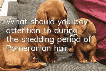 What should you pay attention to during the shedding period of Pomeranian hair?