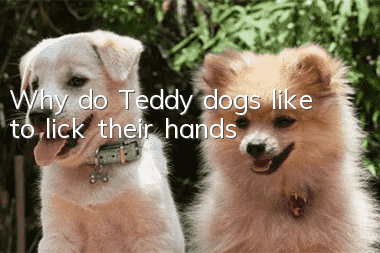 Why do Teddy dogs like to lick their hands?