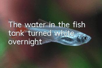 The water in the fish tank turned white overnight
