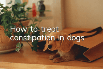 How to treat constipation in dogs