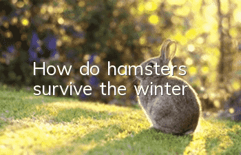 How do hamsters survive the winter?