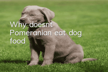 Why doesn’t Pomeranian eat dog food?