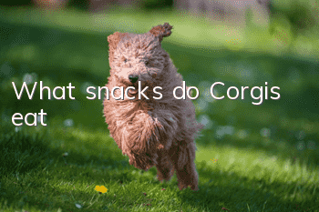 What snacks do Corgis eat?