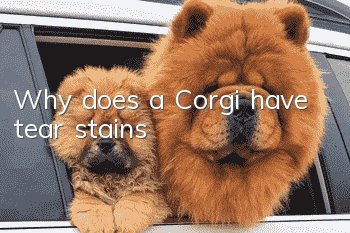 Why does a Corgi have tear stains?